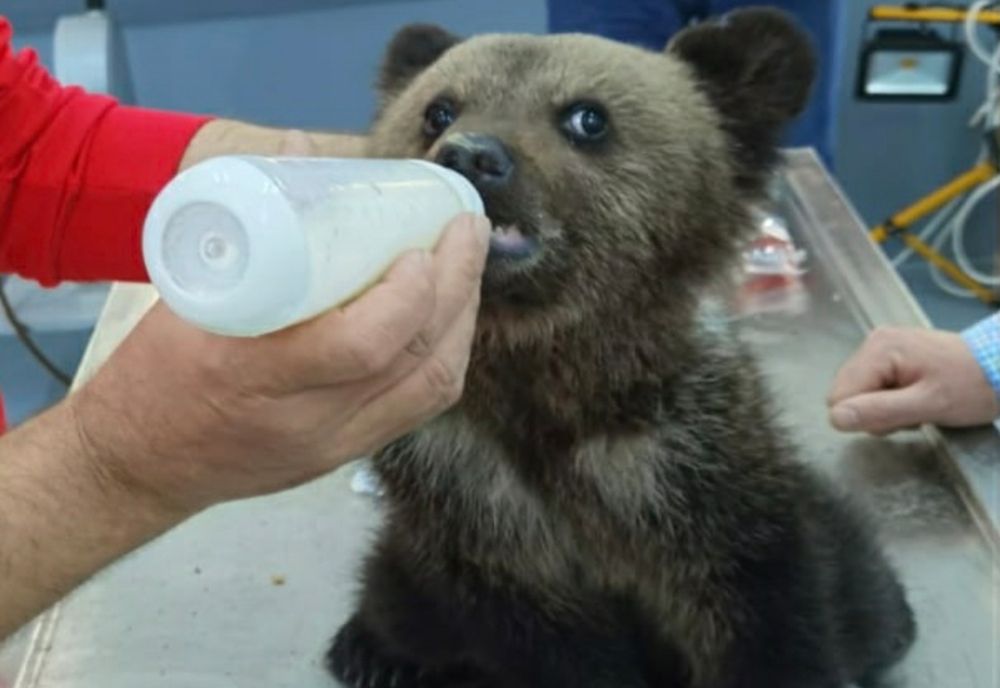 Pui de urs lovit, salvat de polițiştii sibieni