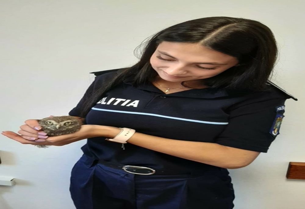 Pui de cucuvea, salvat