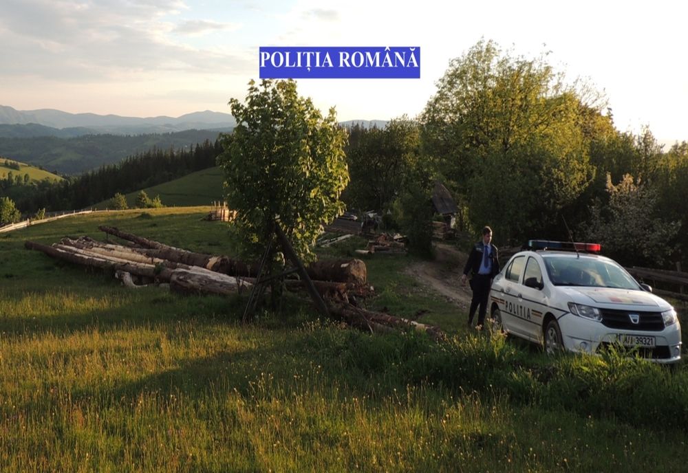 14 arbori de esență rășinoasă, tăiați ilegal