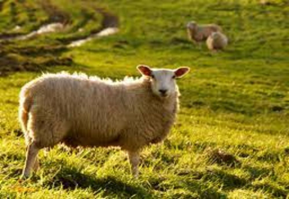 Au furat patru oi și le-au sacrificat! 