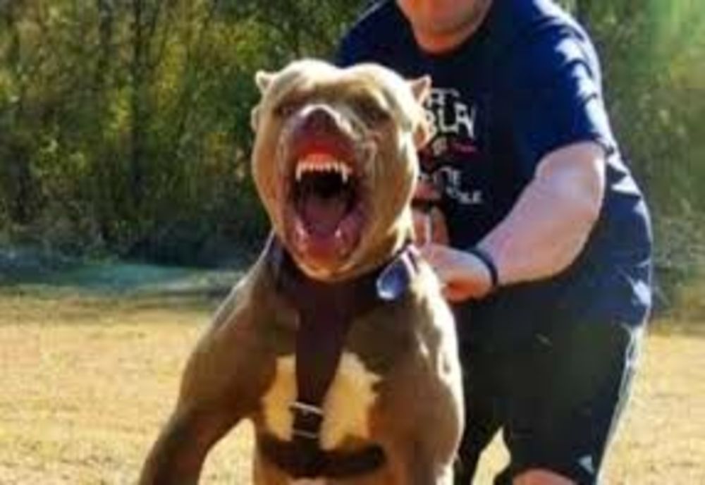 Bărbat din Ocna Mureș, mușcat de doi câini! Proprietarul patrupedelor, cercetat