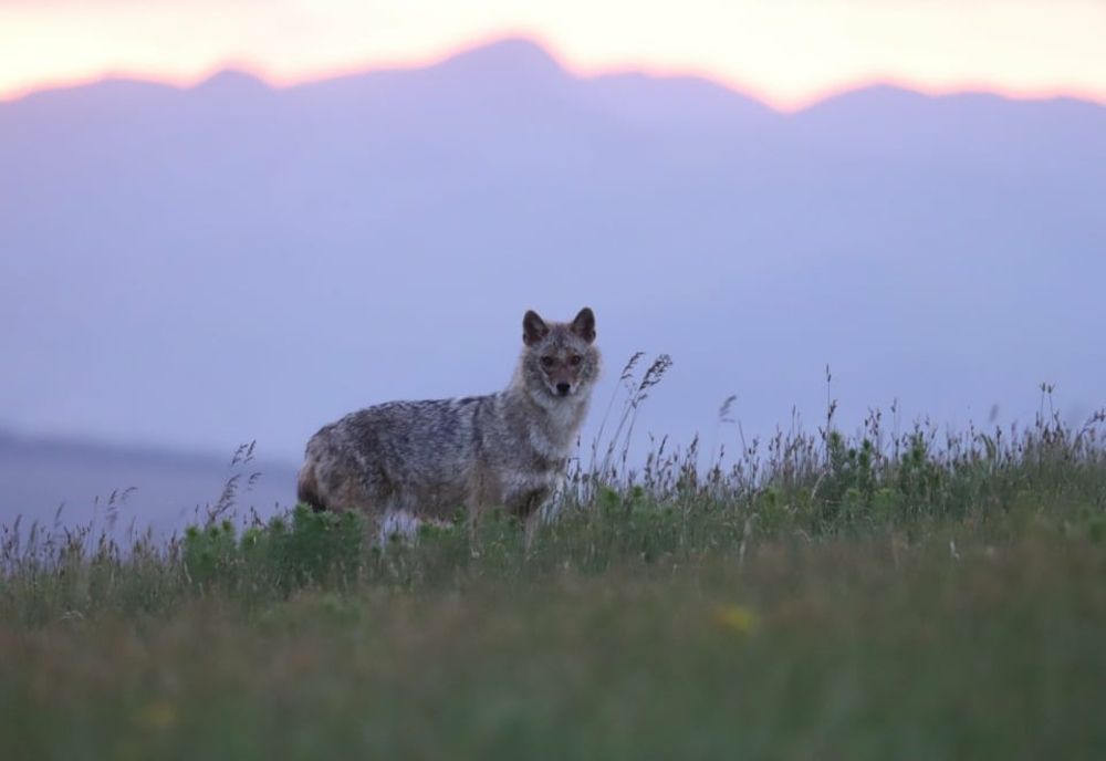 Apariție neobișnuită în Alba: „Din ce în ce mai mulți șacali își fac apariția pe teritoriul județului nostru”