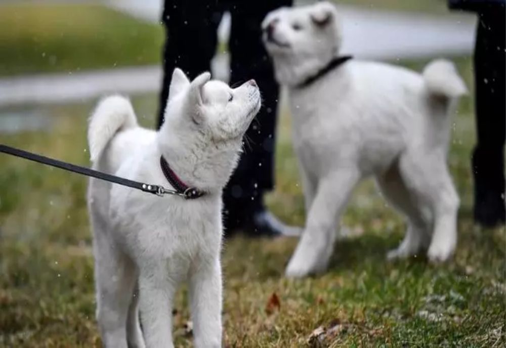 Akita Inu, rasa de câini din ce în ce mai POPULARĂ în România. De ce sunt atât de îndrăgite micile patrupede: CARACTERISTICI