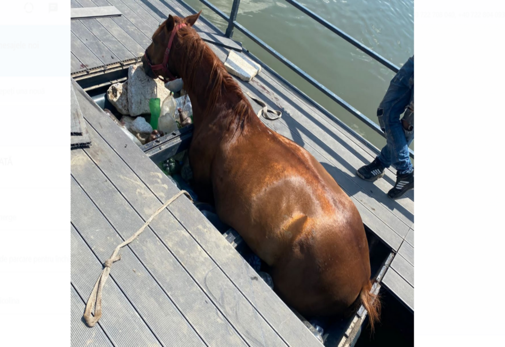 Misiune de salvare a unui cal blocat într-un ponton de pe râul Mureș  - VIDEO