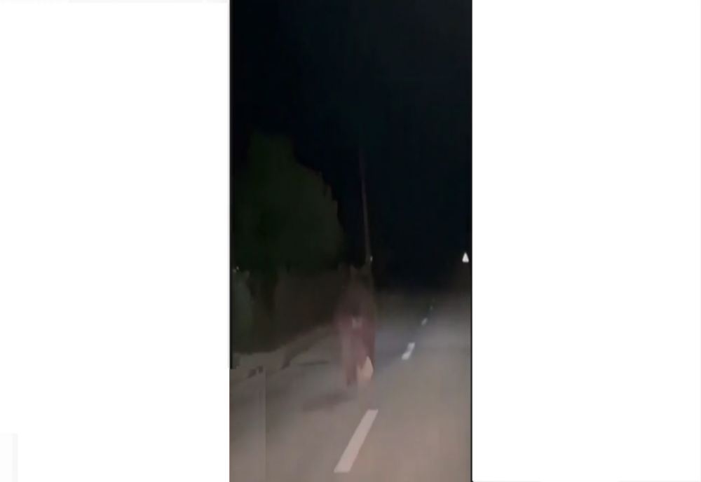 Un șofer s-a trezit cu un urs alergând în fața mașinii