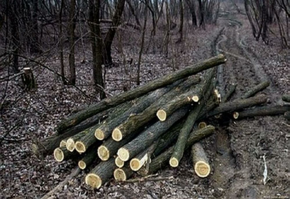 Un bărbat din Sălciua cercetat penal după ce a tăiat ilegal 30 de arbori