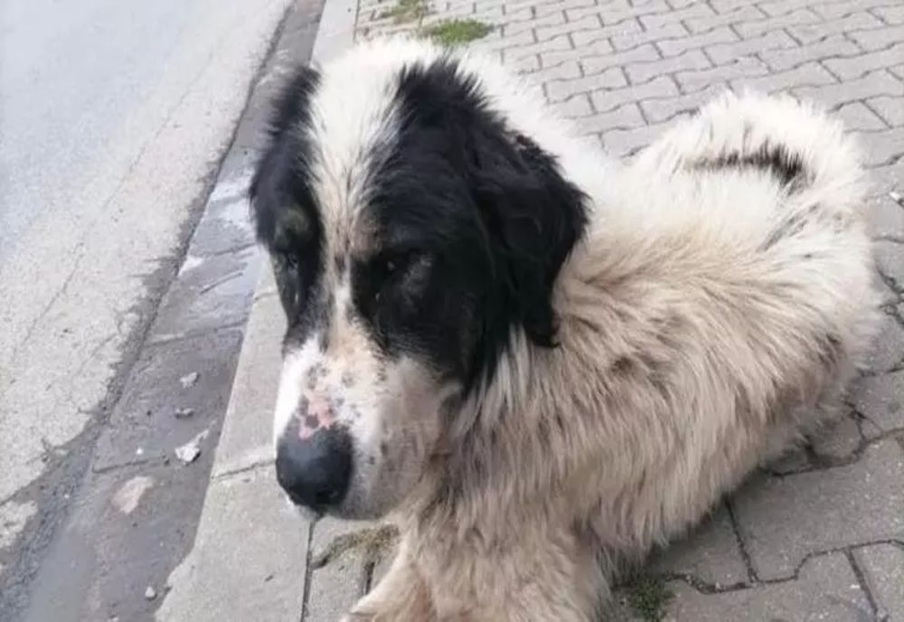 Povestea EMOȚIONANTĂ a cățelului căutat cu drona, găsit de stăpâni după 3 ani de la dispariția sa