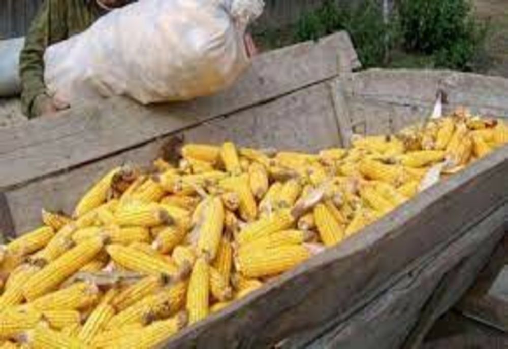 Prinși cu o căruță plină de porumb furat