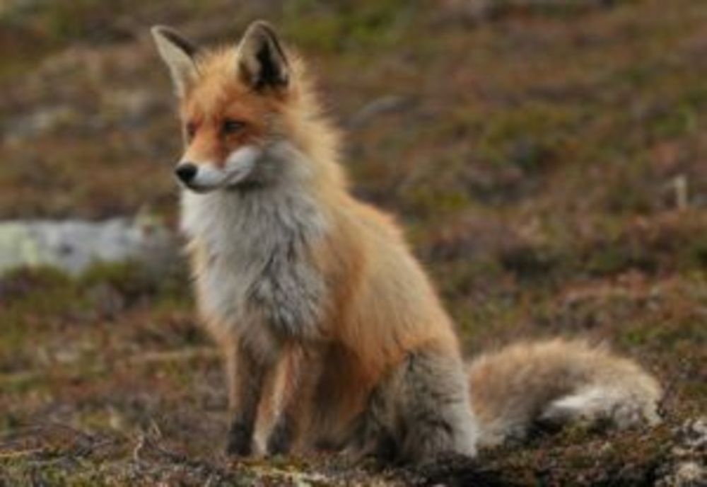 Începe campania de vaccinare antirabică în mediul silvatic