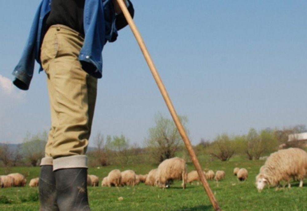 Valul de scumpiri îi lovește și pe ciobani: hrana pentru animale, din ce în ce mai scumpă. Oamenii sunt disperați