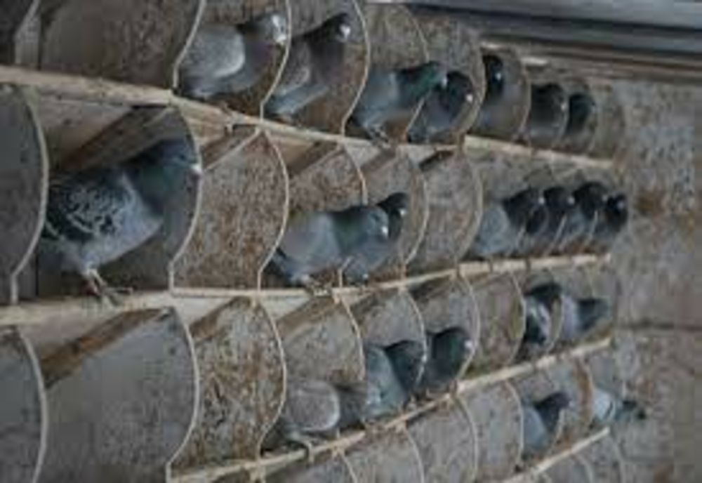 În arest după ce a furat lemne de foc și 16 porumbei voiajori