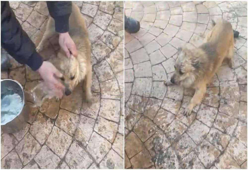 Reacția unui cățel din Alba Iulia după cutremurul de luni: Animalul a tras o sperietură groaznică