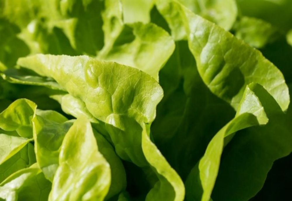 Pericol uriaș pentru cei care nu spală bine frunzele de salată - Riscul la care se expun cei mai mulți oameni