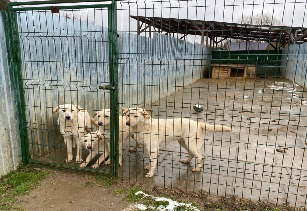 O femeie victima unui țepar care a promis hrană pentru câinii dintr-un adăpost
