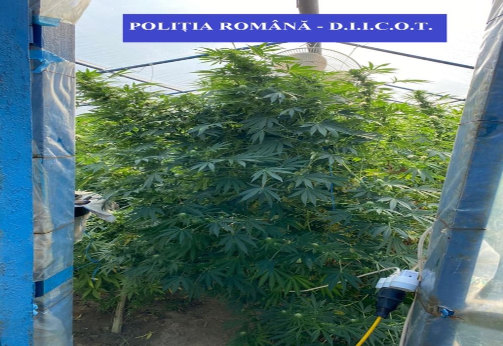 Ce au descoperit polițiștii la percheziții, la un traficant de droguri