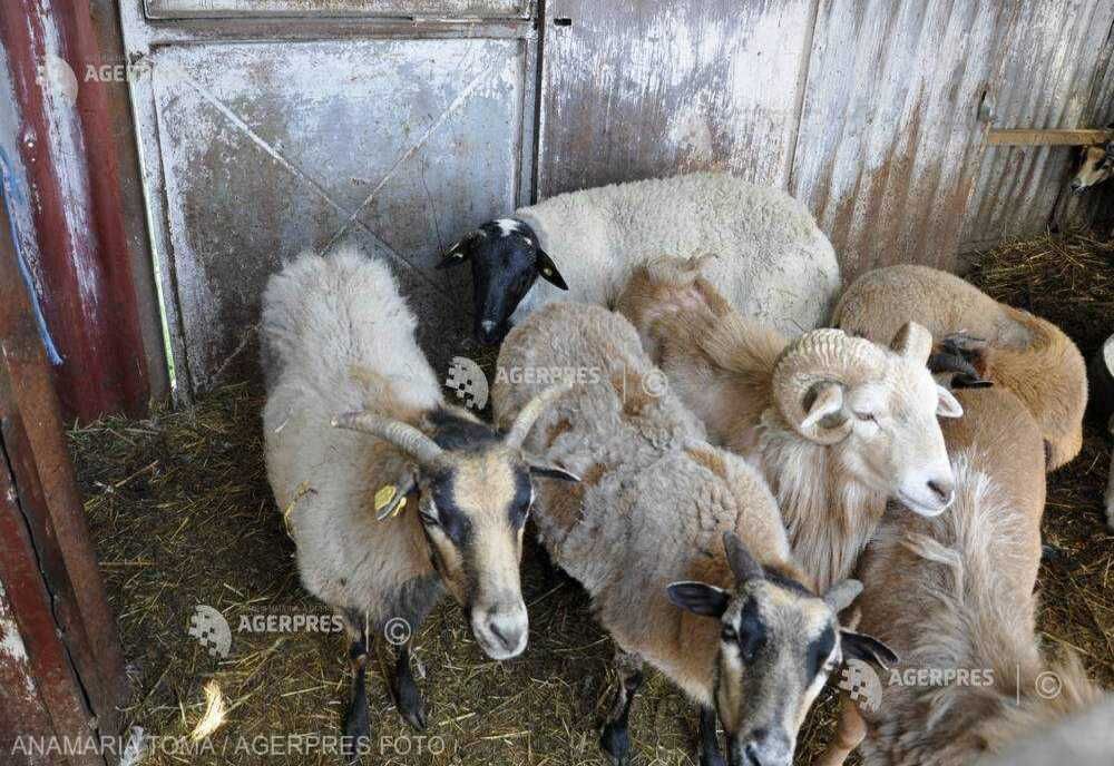 ROMÂNIA MAI ARE ACTIVE 37 DE FOCARE DE PESTA RUMEGĂTOARELOR MICI