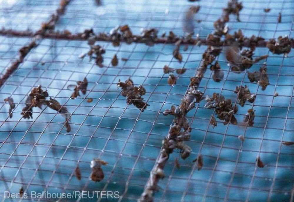 MIDIILE INVADEAZĂ LACURILE DIN ELVEŢIA, ACOPERIND PLASELE DE PESCUIT ŞI AMENINŢÂND FAUNA LOCALĂ