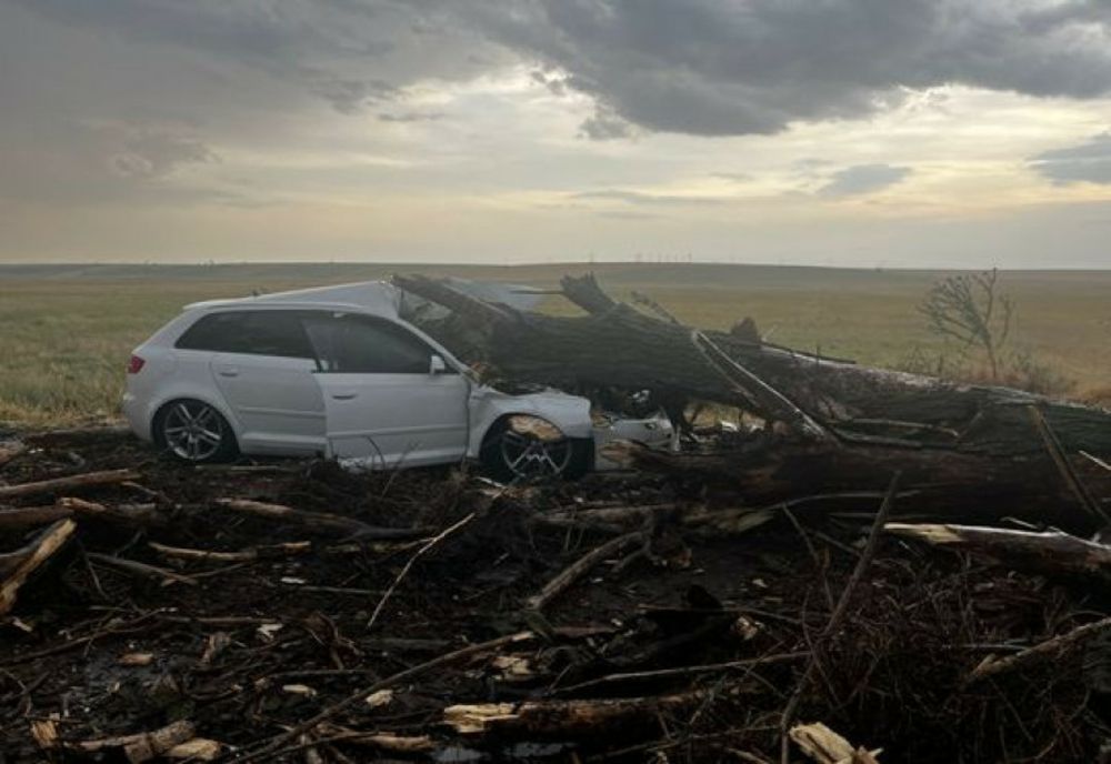 COPAC DOBORÂT DE VÂNT, PRĂBUȘIT PESTE O MAȘINĂ CU DOI COPII ȘI DOUĂ FEMEI, ÎN TELEORMAN