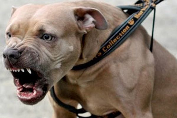 Deţinătorii de câini periculoşi, verificaţi de poliţiştii din Alba