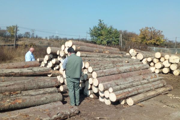 Poliţiştii au confiscat aproape 300 de mc de material lemnos