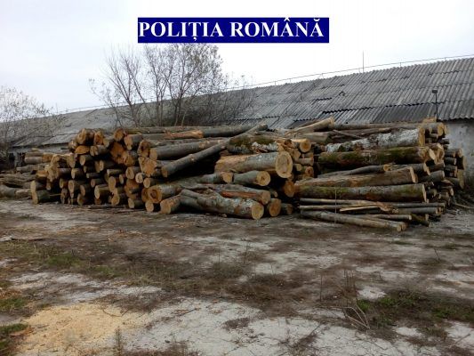 Scutul pădurii a confiscat 53 de metri cubi de lemn