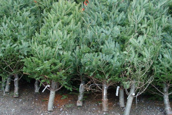 Scutul pădurii a confiscat peste 68 de pomi de Crăciun