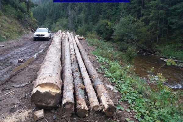 SCUTUL PĂDURII : Zeci de metri cubi de material lemnos confiscat la Baia de Arieș