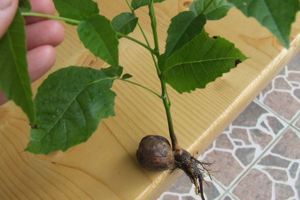 Bărbat din Gârbova de Jos cercetat pentru furt