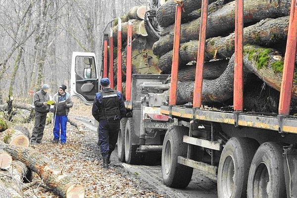 Scutul pădurii : Cu documente FALSE și-a însușit o pădure și a început să o exploateze