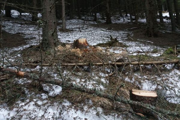 A murit văzându-și pădurea defrișată ! Afaceri monstruase închid gura autoritaților din Alba