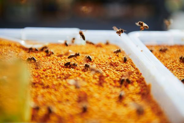 Peste 10.000 de vizitatori la cel mai important târg apicol din România. Blajul a devenit un punct de referință pe harta apiculturii din Europa