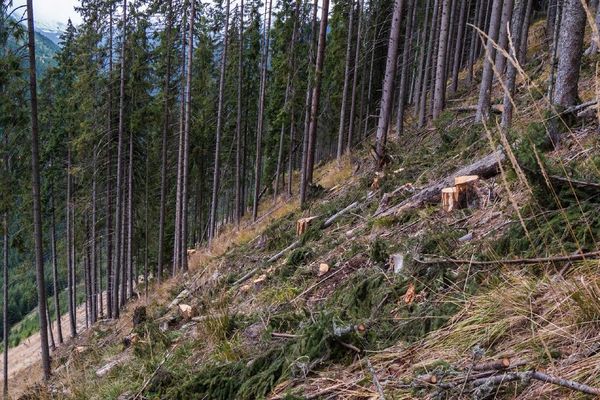 Munții Apuseni, paradisul defrișărilor ilegale !