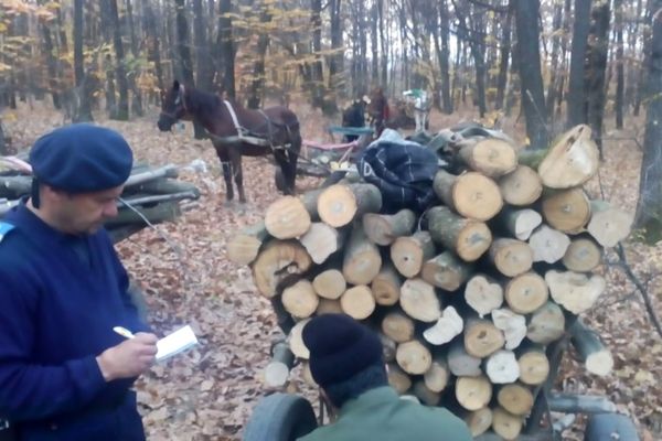 Lovitură după lovitură pentru hoții de lemne