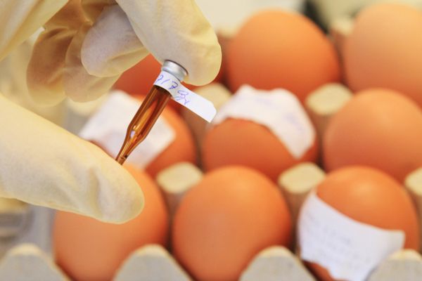 România OTRĂVITĂ TACIT cu complicitatea ANSVSA