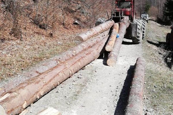 Mafia Pădurilor de pe Valea Arieșului lovită sistematic de polițiști. Cumnatul primarului din Ocoliș prins cu mâța-n sac