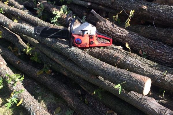 Controale de ”ochii presei” la Direcția Silvică Alba