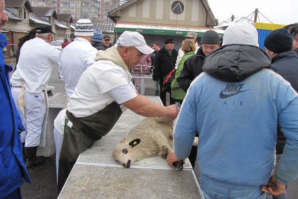 Începe febra Sărbătărilor Pascale. Ce puncte temporare de sacrificare a mieilor au pus la dispoziție autoritățile din Alba.