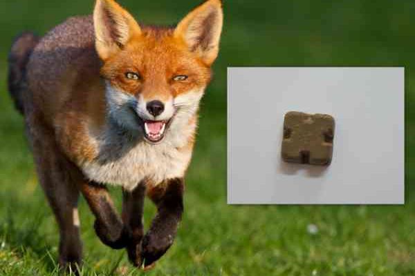 Campanie de vaccinare antirabică a vulpilor, prin distribuția aeriană și manuală a momelilor