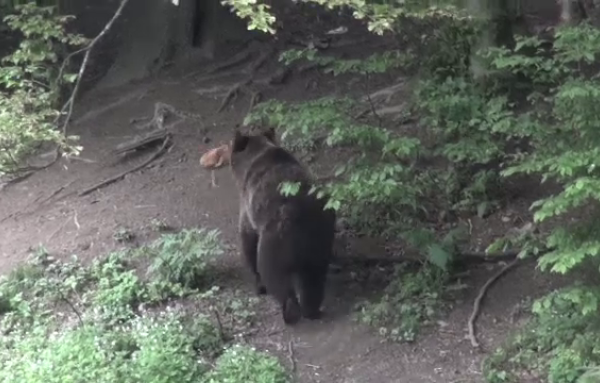Ursul apărut de câteva zile în zona Alba Iulia a  atacat o gospodărie. Au fost trase focuri de armă