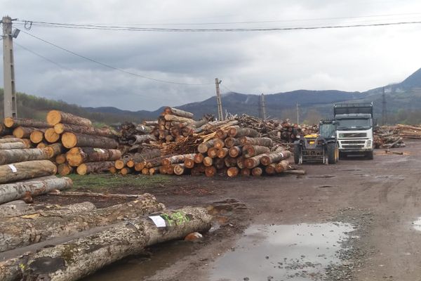 Mafia și Jaful Pădurilor din Alba, greu de oprit!