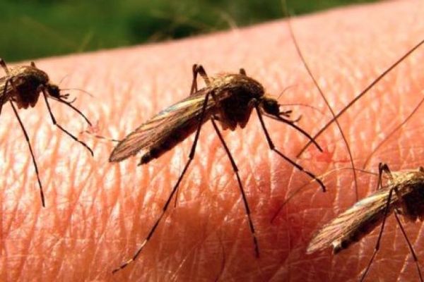 Invazie de tânțari în Alba Iulia. La ce pericole sunt expuși cetățenii ?