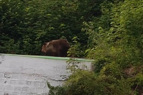 Un urs dă târcoale unui cartier din Alba Iulia. Jandarmii sunt pregătiți oricând să  asigure măsurile de ordine publică