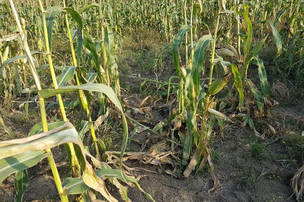 Culturi agricole distruse de mistreți, în Valea Lungă. Disperare în rândul agricultorilor