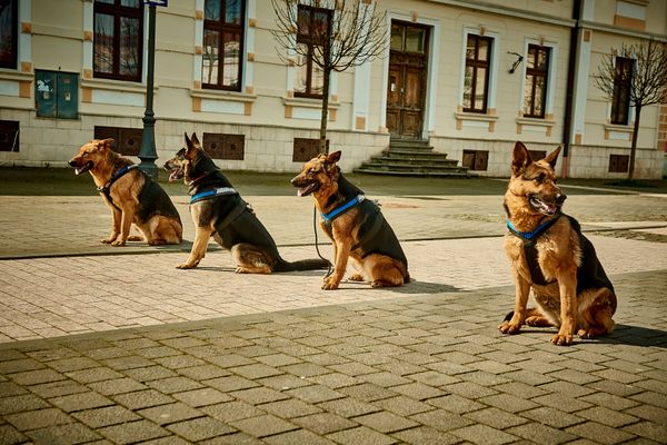 Ajutoare de nădejde ai jandarmilor albaiulieni