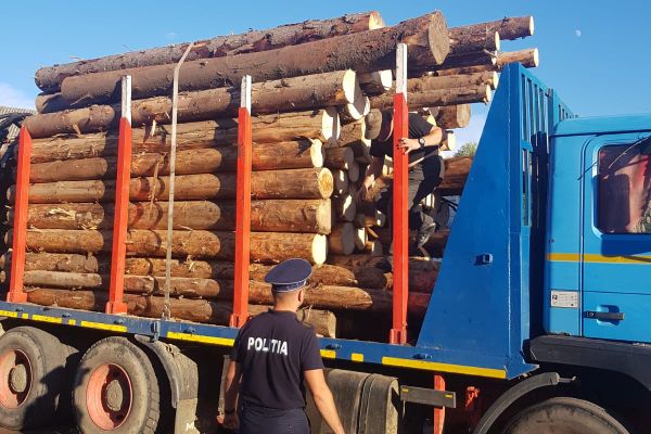 Transport ilegal de lemn oprit de polițiștii din Câmpeni