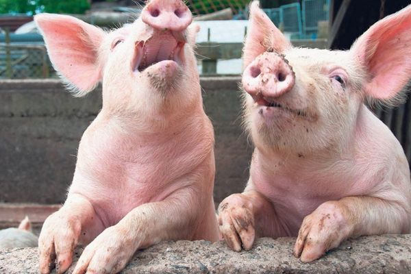 Primăria orașului Cugir : Starea de alertă epidemiologică permanentă - PESTĂ PORCINĂ AFRICANĂ