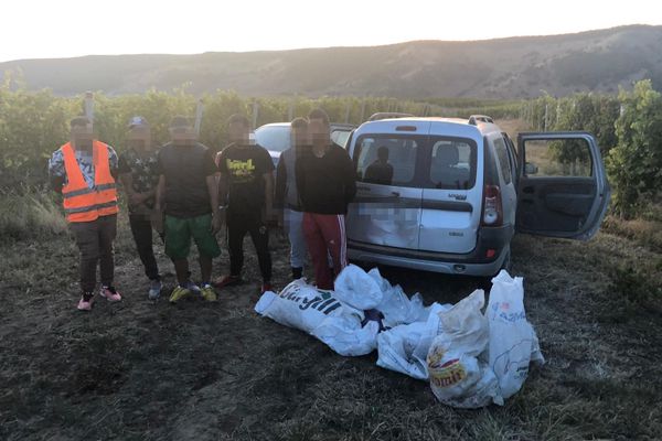 6 tineri din Blaj prinși în timp ce se pregăteau să sustragă struguri dintr-o vie