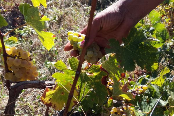 Doi tineri din Blaj au furat aproape 250 de kilograme de struguri