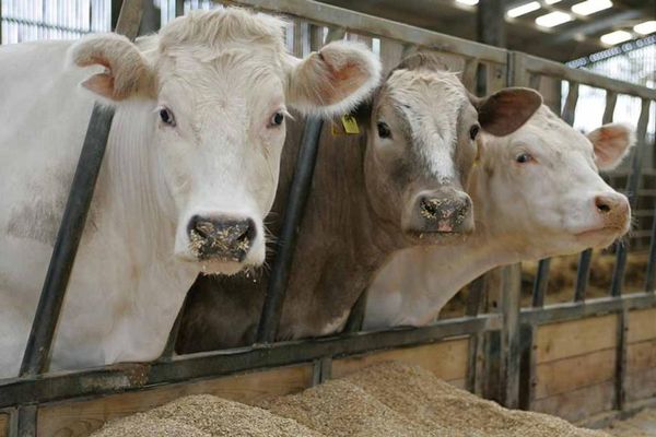 Alba : Peste 200 de bovine se vând lunar în cadrul bazelor de achiziții autorizate de către DSVSA