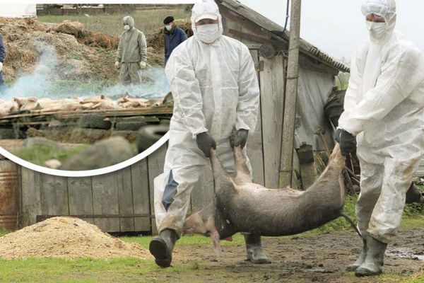 Prezența virusului Pestei Porcine Africane confirmată în Alba